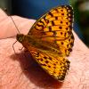 Una farfalla (Rathora Lathonia)